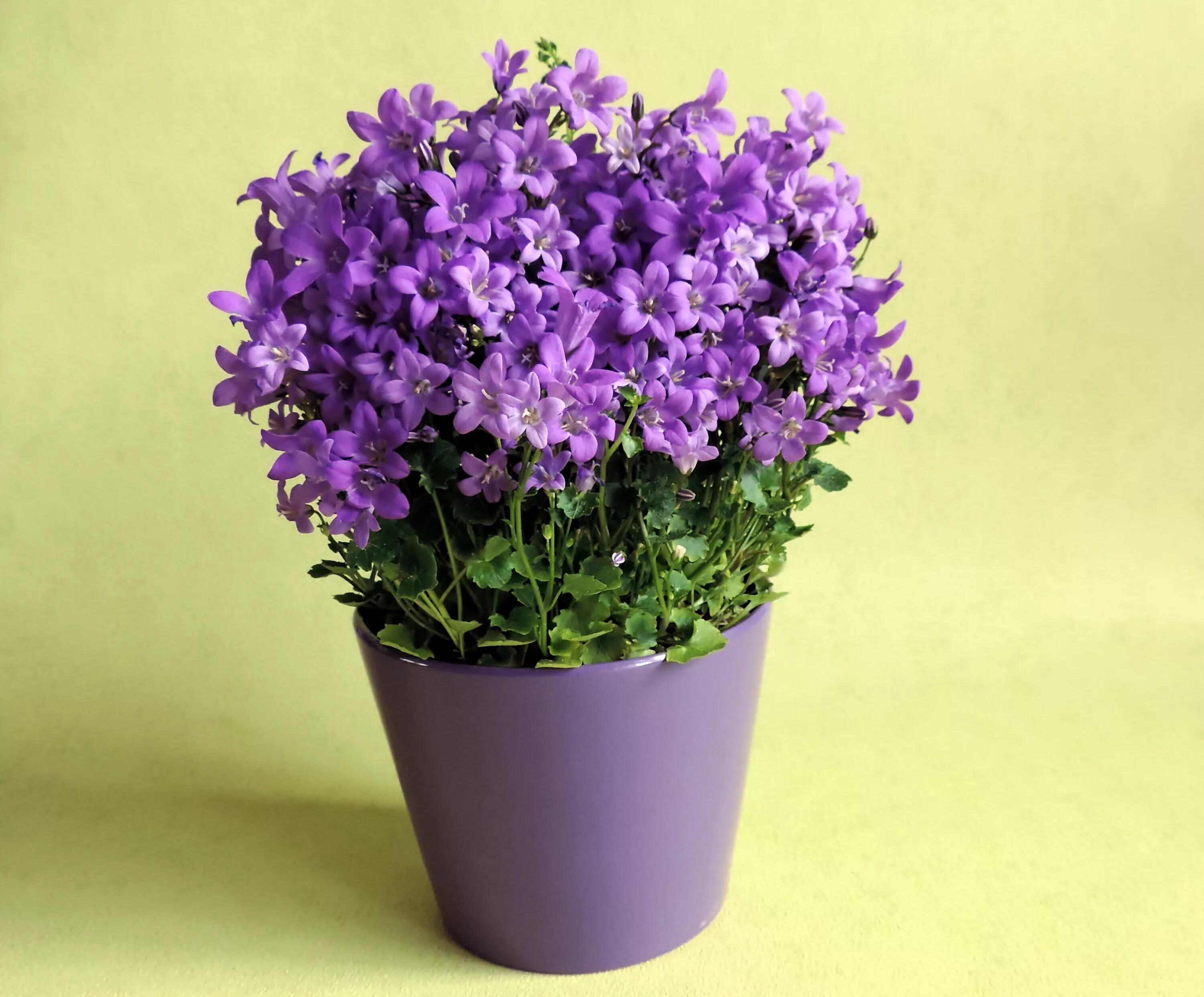 Auramore purple. Гиацинт Кампанула. Кампанула Кампанула Ирис. Кампанула икампала Ирис. Колокольчик Кампала Ирис.