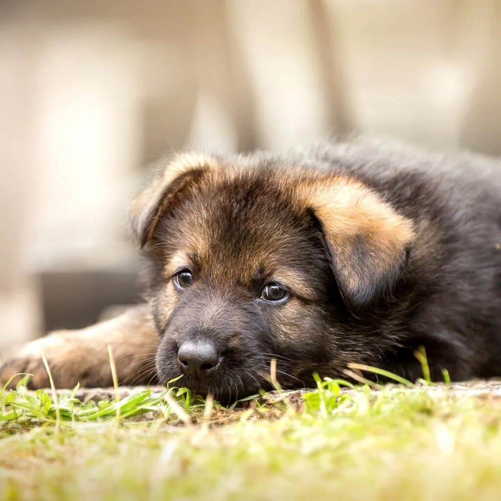 Щенки х. Щенки х. Порода бигль. Картинки и фото белый собаки и цветы. Про маленького щенка.