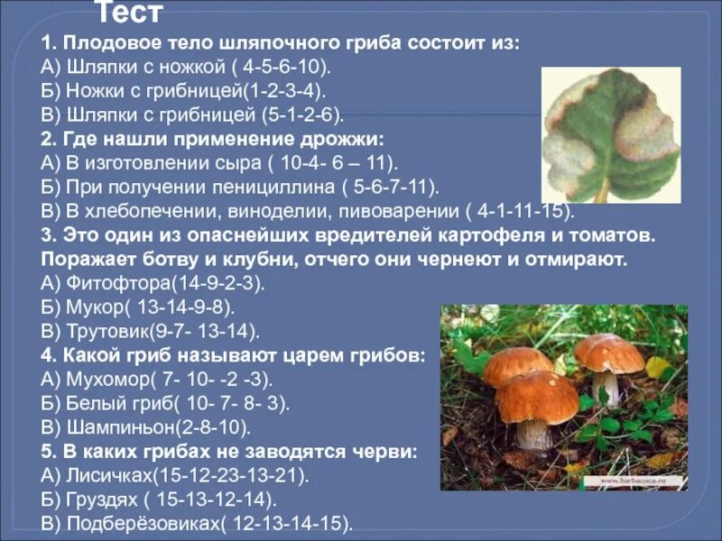 Тест на тему грибы. Важность грибов в природе. Многообразие и значение грибов. Сообщение на тему роль грибов в жизни человека. Характеристика искусственно выращиваемых съедобных грибов