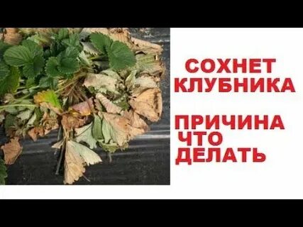 Почему после клубники