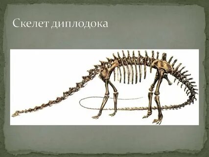 Диплодок скелет