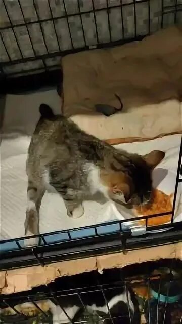 просто муся приют для кошек