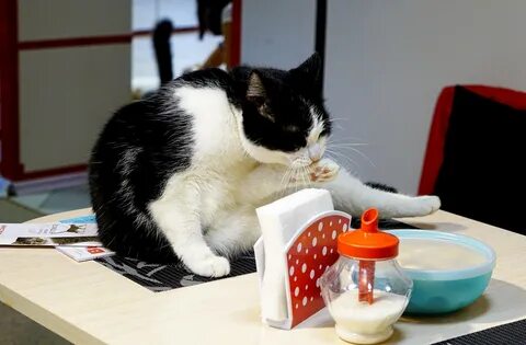 Котокафе воронеж