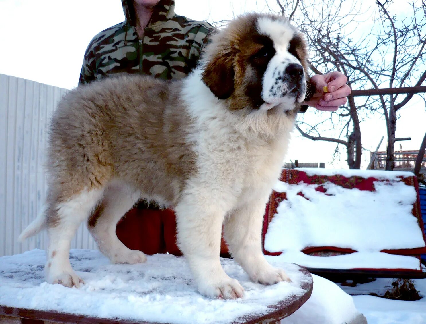 какой цивилизации принадлежит сторожевая собака правителей абутью. московская сторожевая собака черная. какой цивилизации принадлежит сторожевая собака правителей абутью. какой цивилизации принадлежит сторожевая собака правителей абутью. кавказская овчарка охранная.