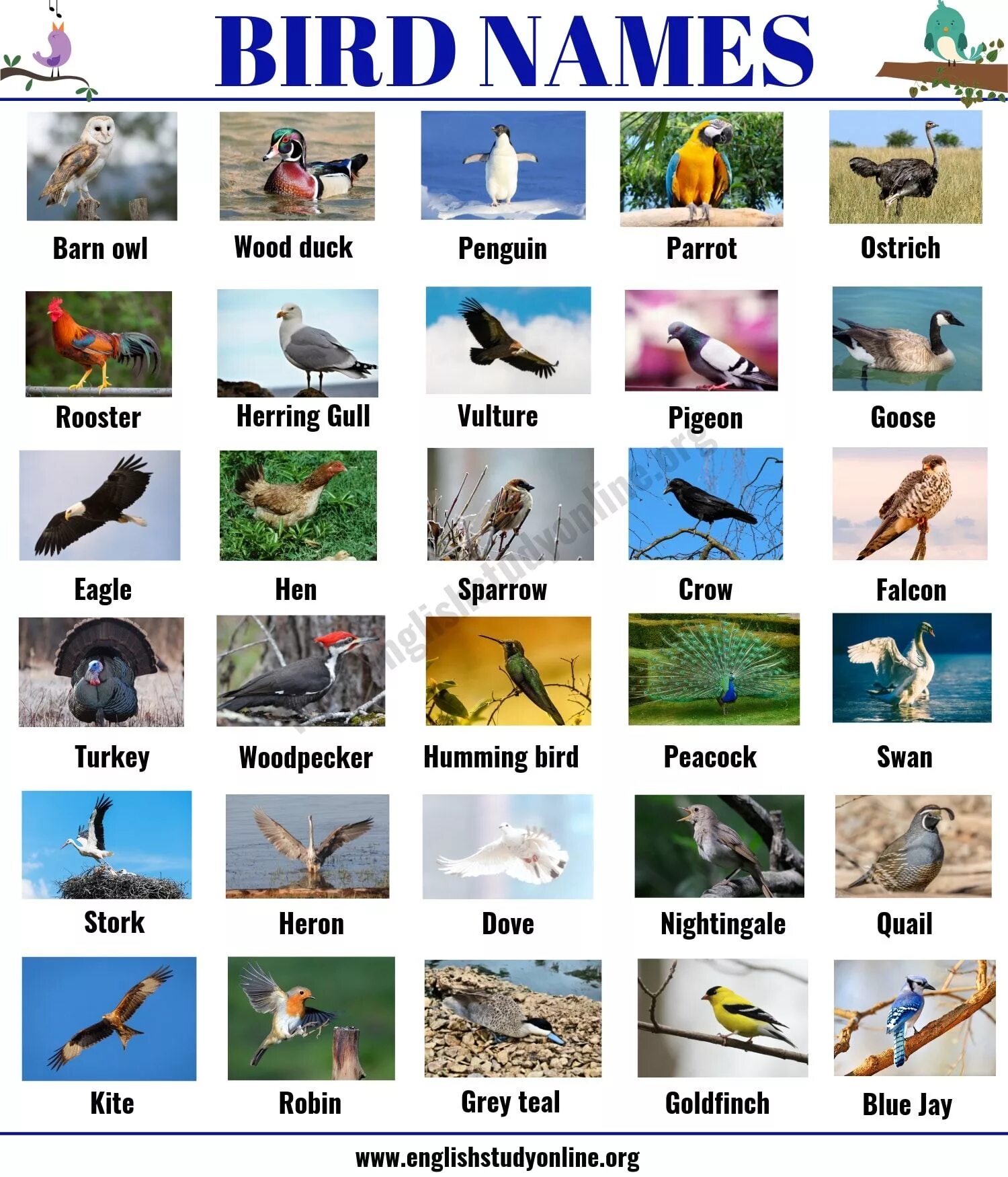 Bird транскрипция на английском языке. Птицы на английском. названия птиц на англ. названия птиц на англи. птицы для детей на английском.