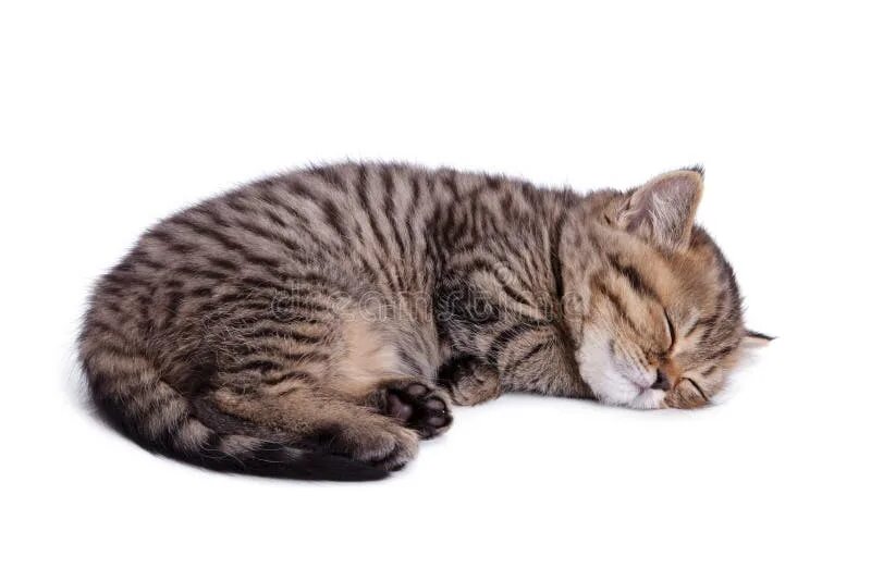 Кот лежит выгнуто. Спящий кот. кошка на белом фоне. кошка лежит. полосатая кошка.