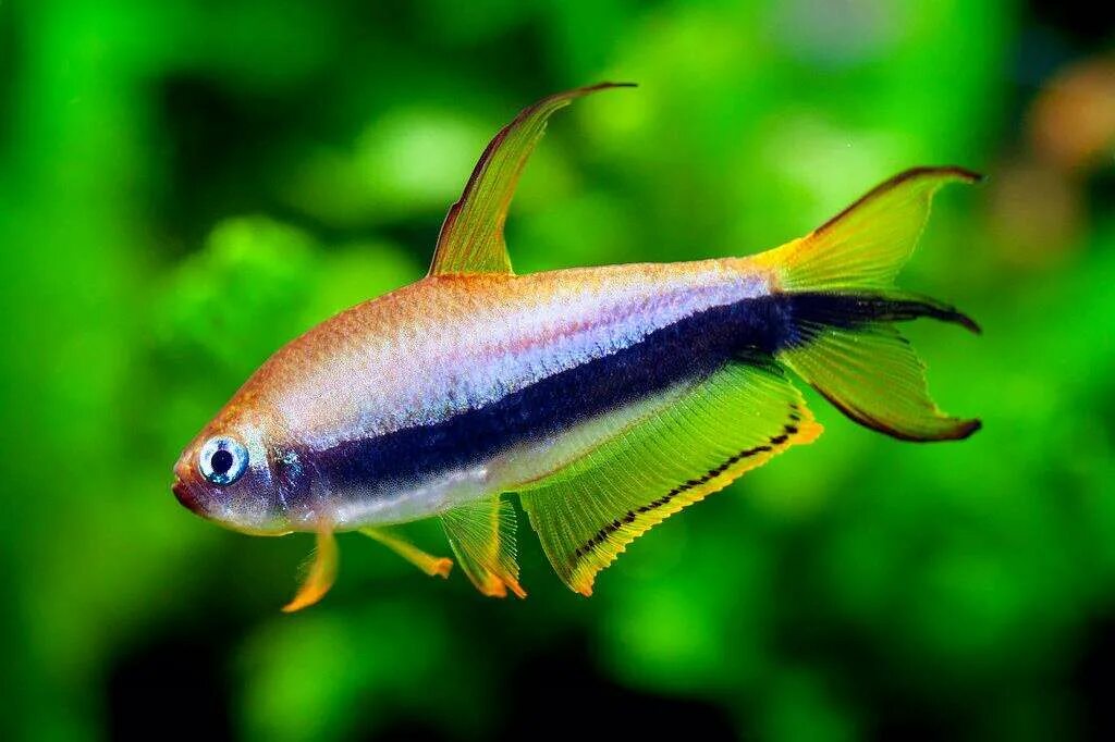 Тетра королевская пальмери. Тетра пальмери. Тетра королевская пальмери черная. Тетра королевская пальмери. Пальмери рыбка.