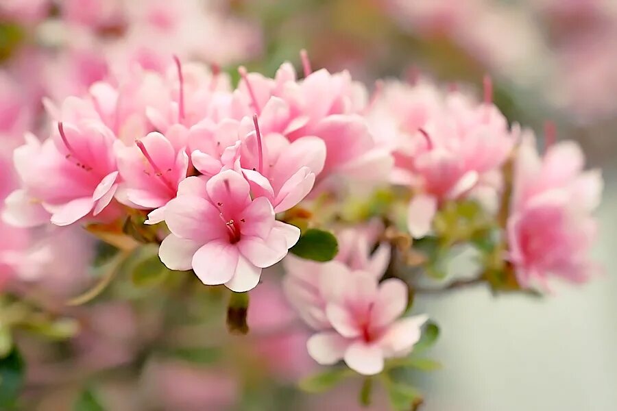 Tiny flower