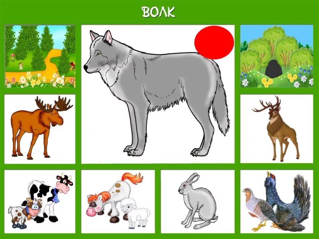 Питании диких животных. Диких животных для детей. Дикие животные картинки для детей. Дикие животные волк для детей. Карточки с дикими животными.