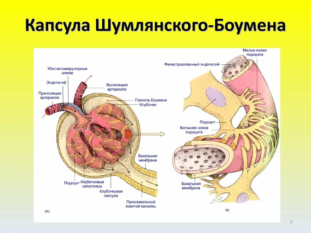 Нефрон капсула боумена. Строение капсулы Шумлянского. Структуры капсулы Шумлянского-Боумена. Строение клубочков Боумена Шумлянского. Капсула Боумена-Шумлянского функции.