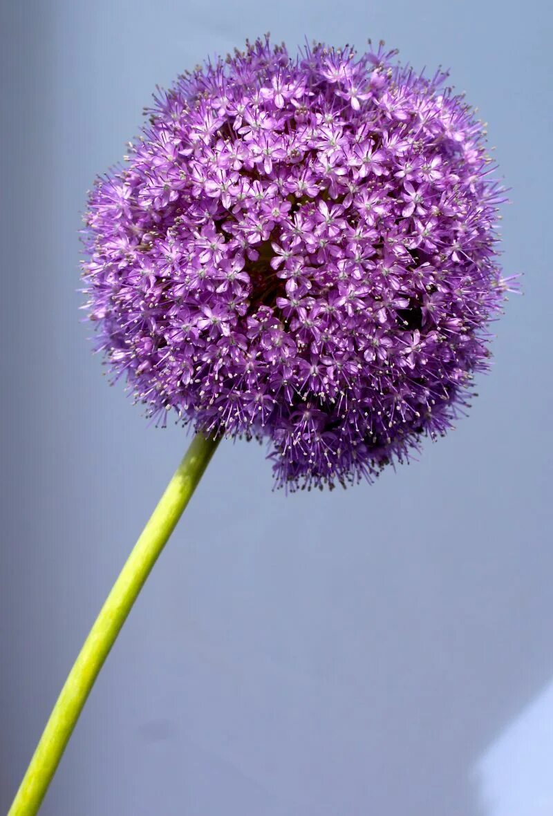Фиолетовые цветы шарами. Аллиум цветок. Аллиум пурпурный. Лук аллиум Миллениум. Аллиум Джанин.