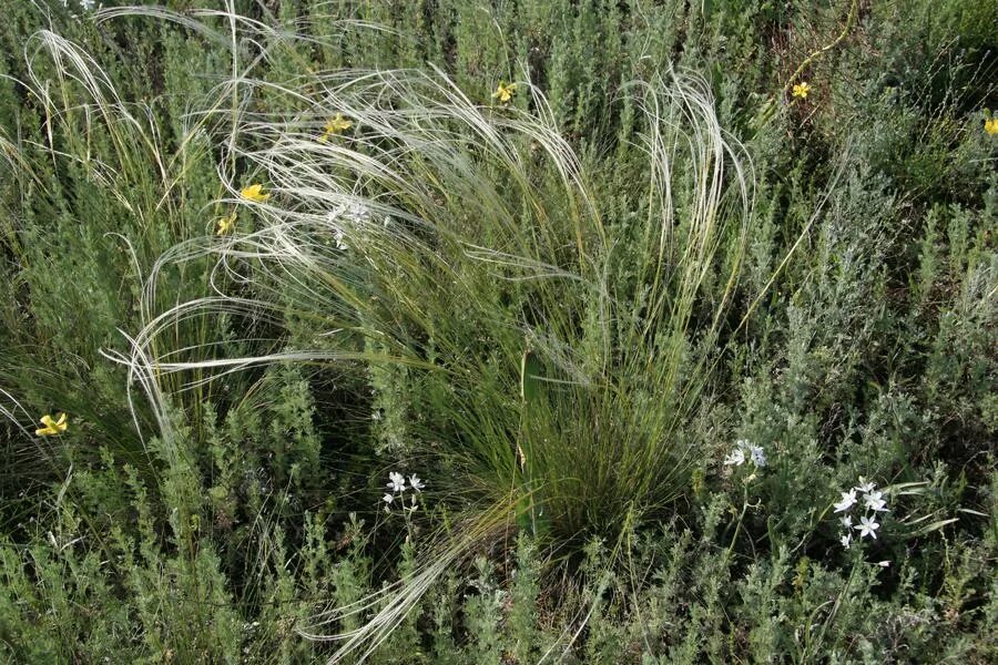 Stipa lessingiana. Ковила Лессінга. Ковыль Лессинга фото. Камфоросма Лессинга. Ковила телеграмм