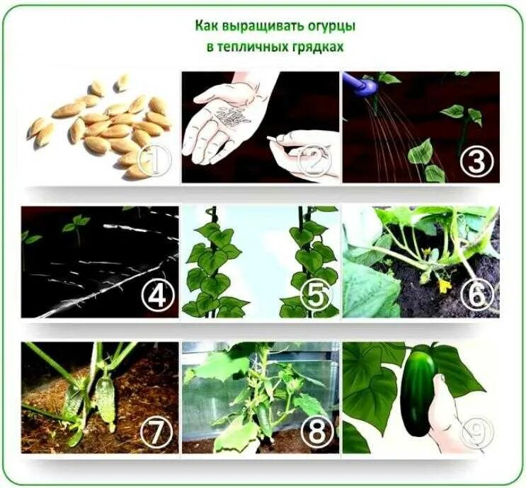 Пункты инструкции по проращиванию семян огурцов. Этапы выращивания огурца. Как растут огурцы. Стадии выращивания огурца. Огурцы как растут этапы.