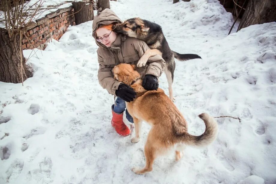 Собака бросается на людей. Собака бросается на людей
