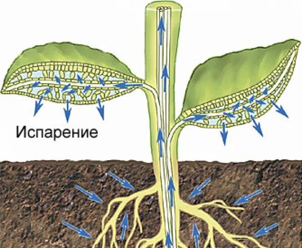 3 как усилить доступ воздуха к корням. Транспирация веществ у растений. Движение воды в растении. Транспирация воды у растений. Схематическое продвижение веществ поглощенных корневыми волосками.