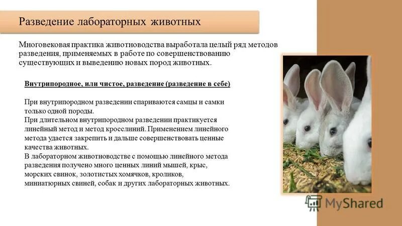 Лабораторная работа морфологические критерии. Описание животного лабораторная работа. Правила работы в виварии с лабораторными животными. Описание животного лабораторная работа. Морфологический втд критрия.