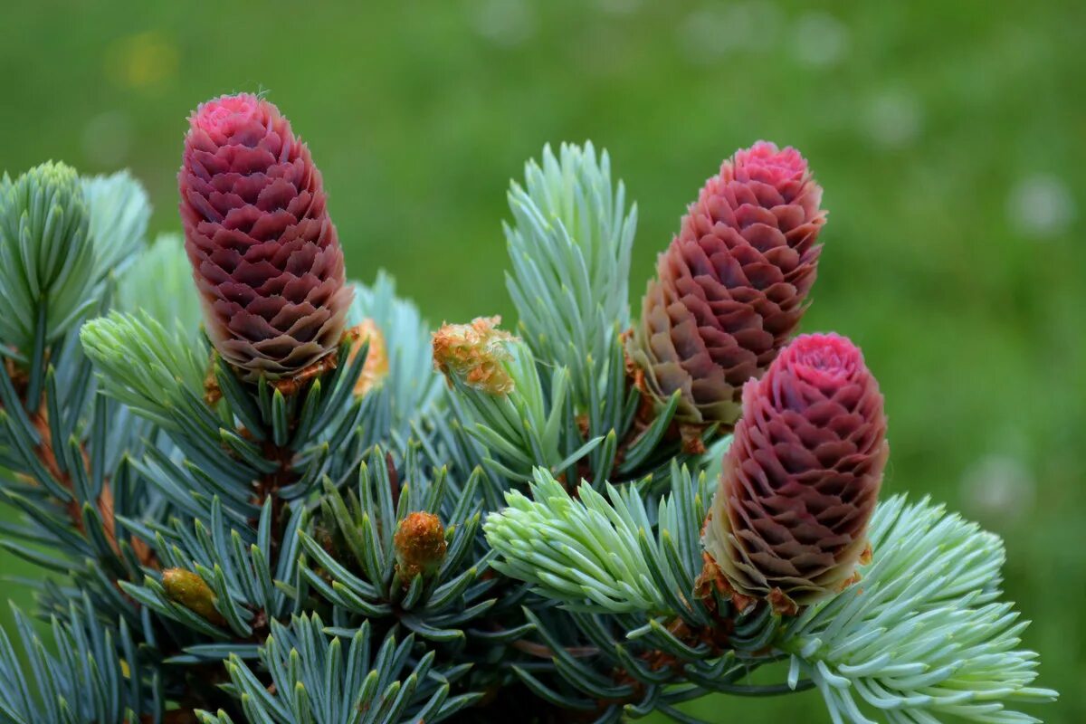 Ель обыкновенная микростробилы. Голосеменные растения сосна обыкновенная. Цветение сосны обыкновенной. Пихта сибирская abies sibirica микростробилы. Ель сибирская стробилы.