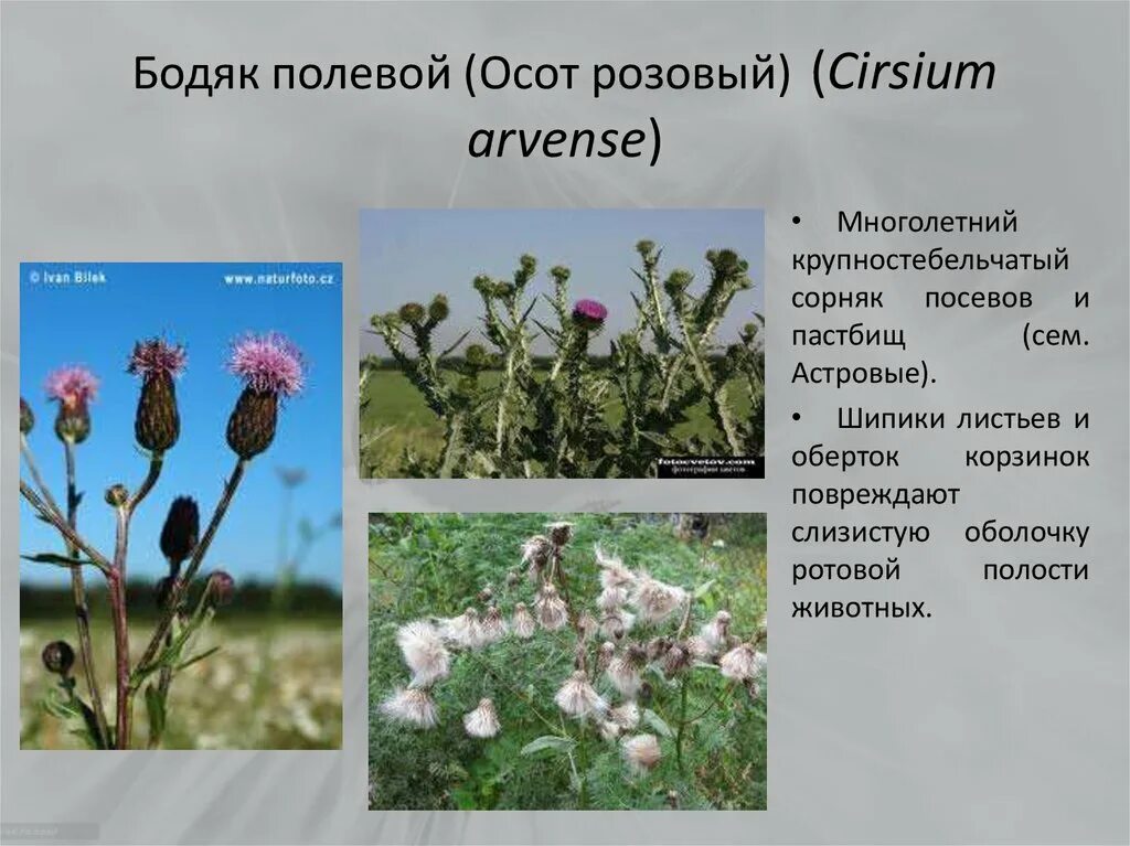 Бодяк полевой (осот). Бодяк полевой (Cirsium arvense). Осот розовый Бодяк полевой. Осот Бодяк листья.
