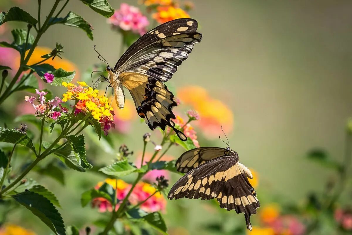Красивые бабочки на цветах. Бабочка на цветке. Яркие бабочки. Бабочки в цветах. Красивые бабочки.