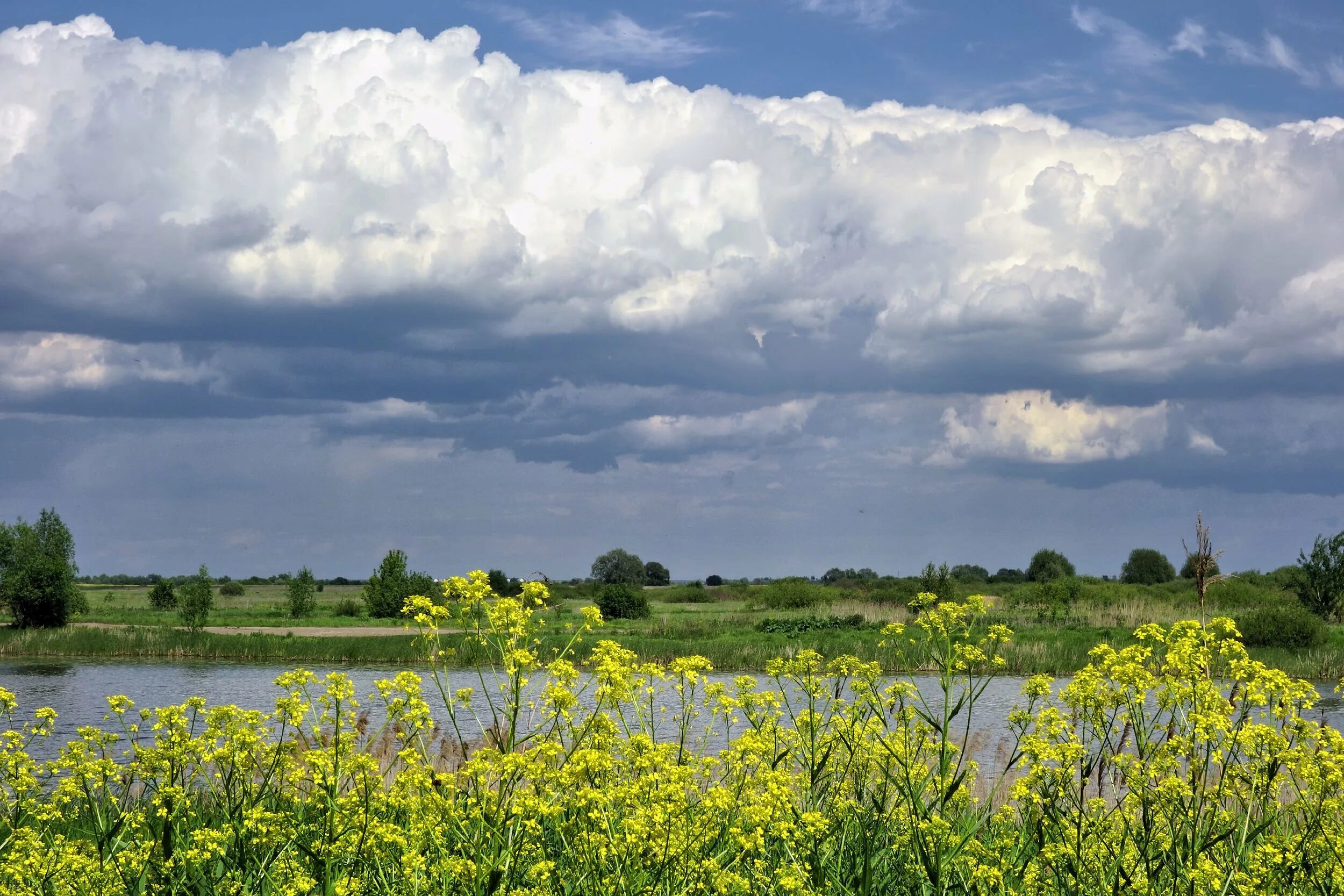 Прохладное начало лета. Пойменные поля Рязанской области. Рязань заливные Луга. Пойменные Луга Калужской области. Облака над озером.
