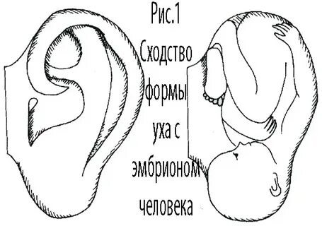 Ухо эмбрион