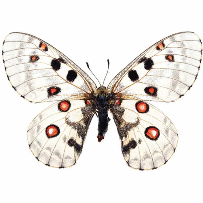 аполлон бог. э. аполлон (мифол. гименей бог древней греции. крылья аполлона.