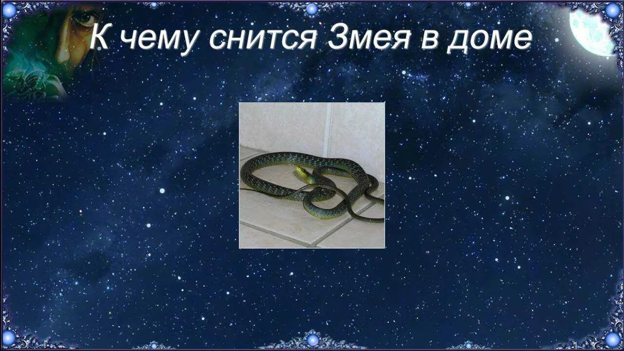 К чему снятся змейки. К чему снится змея. Сонник к чему снятся змеи. Сонник-толкование змеи.