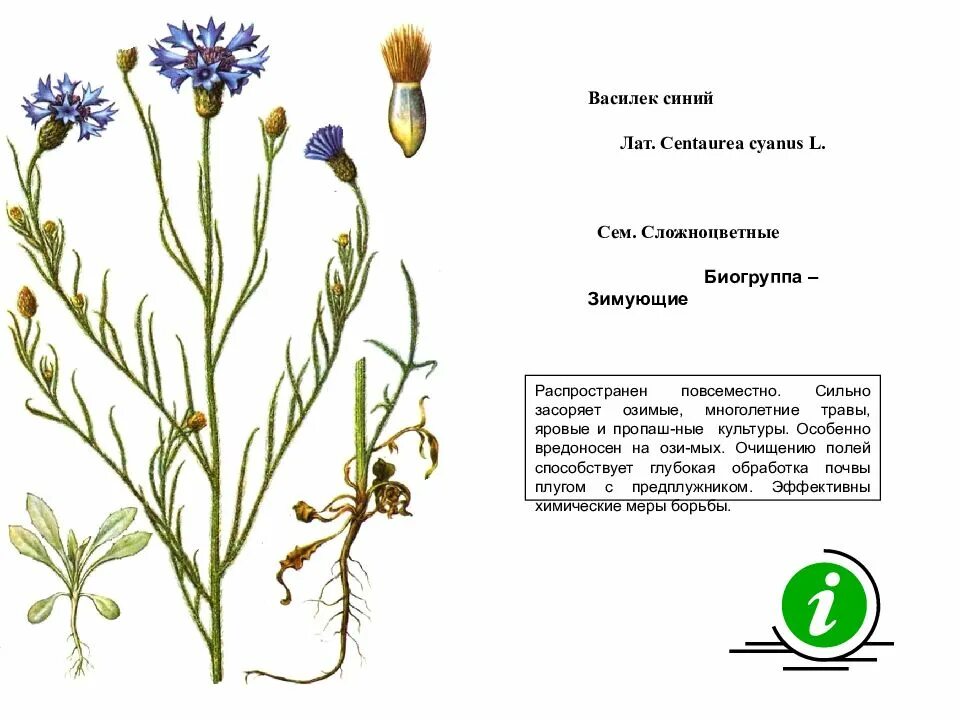 Какой тип питания характерен для василька лугового. Василек синий семянки. Василек Луговой гербарий. Строение василька Лугового. Василёк Луговой строение цветка.