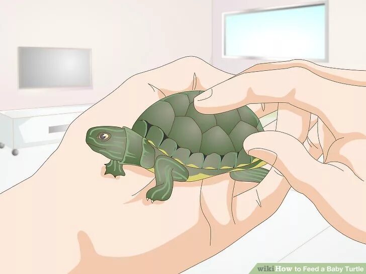 Как накормить черепах. Игра накорми черепаху. черепаха шаги. turtle feed rathinas. baby turtle steps piano.