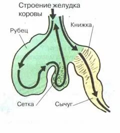 Отделы желудка жвачных млекопитающих