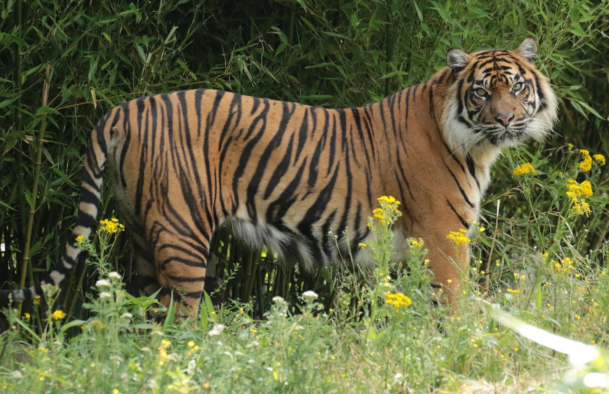 Суматранский тигр. Суматранский тигр и Амурский. Индокитайский тигр. Золотой бенгальский тигр. Бенгальский тигр подвид тигра