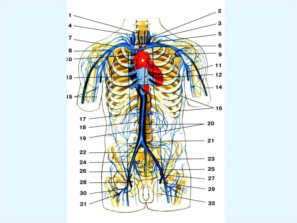 Название самой большой вены у человека. Венозная система человека схема. Венозная система анатомия. Венозная система туловища. Схема строения венозной системы.