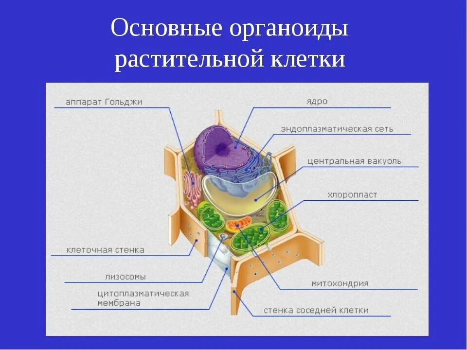 Растительная клетка название органоидов. Строение растительной клетки функции органоидов клетки. Растительная клетка строение и функции органоидов. Перечислите органоиды растительной клетки. Функции основных органоидов растительной клетки.