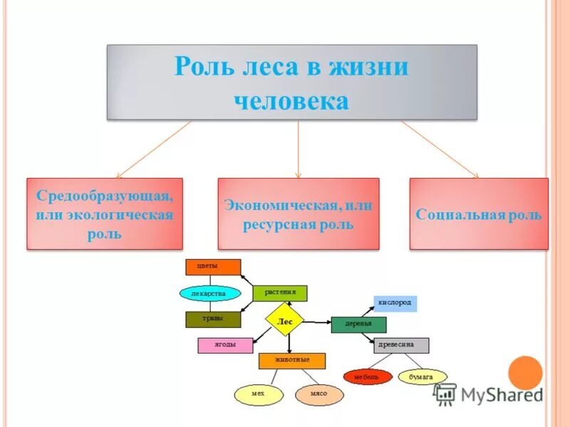 26 в жизни человека. Роль леса в жизни человека. Роль леса в жизни человека схема. Социальная роль леса. Роль леса в природе и жизни людей.