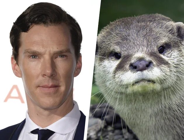 Another Otter that Looks Like Benedict Cumberbatch. :o) This really isn't ever g