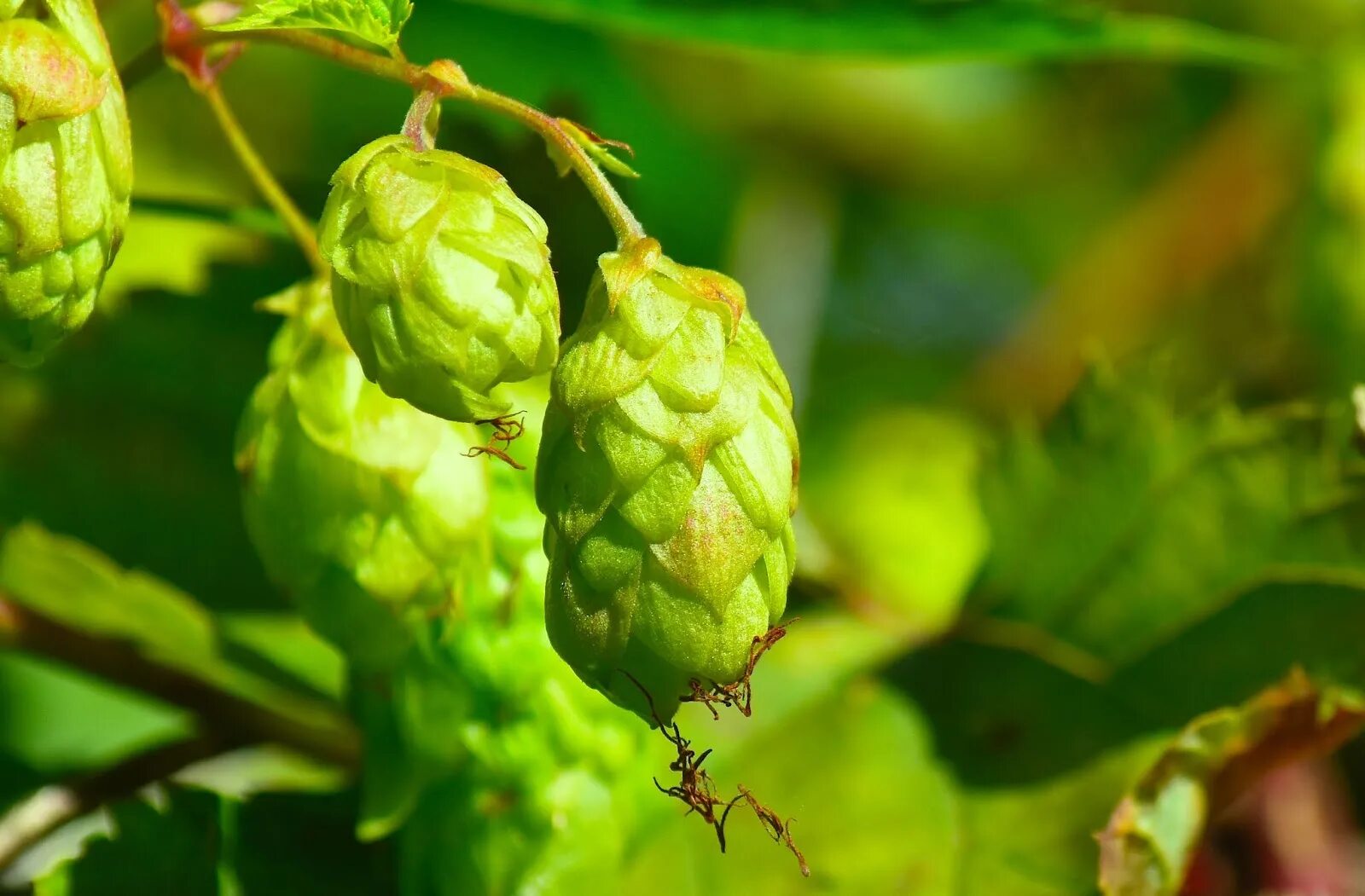 Хмель воробей. Хмель нордбрау. Львовская область заповедник расточье. Хмель воробей. Хмель обыкновенный шишки.