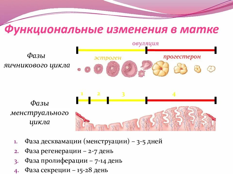 Маточный цикл фазы схема. Фазы яичникового и маточного циклов. Фаза менструационного цикла фаза секреции. Маточный цикл 4 фазы. Структурные изменения матки