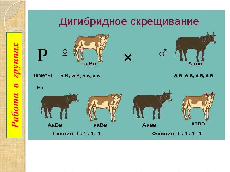 Генетические задачи дигибридное скрещивание рисунок. Дигибридное скрещивание 9 класс. Биология задачи на скрещивание. Дигибридное скрещивание 9 класс биология.