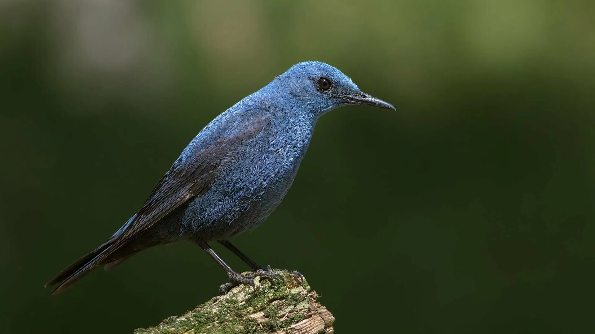 Синяя птица памира. Monticola solitarius. Малабарский синий Дрозд. Дрозд Шама. Синяя птица в горах Памира и Тянь-Шаня.