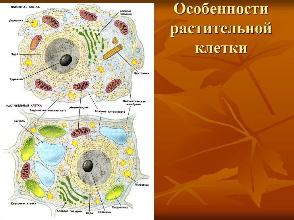 Особенности строения растительной клетки. Растительная и животная клетка. Особенности ра тительной клетки. Особенности строения клетки животных. Характеристика животных и растительных клеток