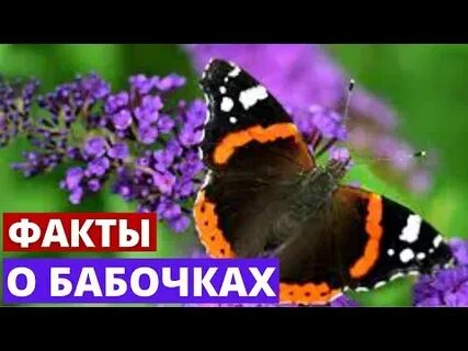 Все о бабочках