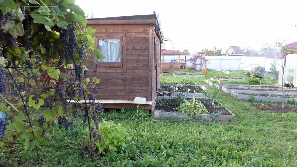 дача снт березка. березки на даче. березки на даче. дача снт березка. снт березки поварово.