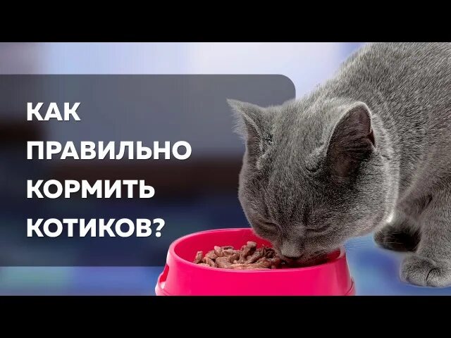 Как кормить котенка сухим и влажным