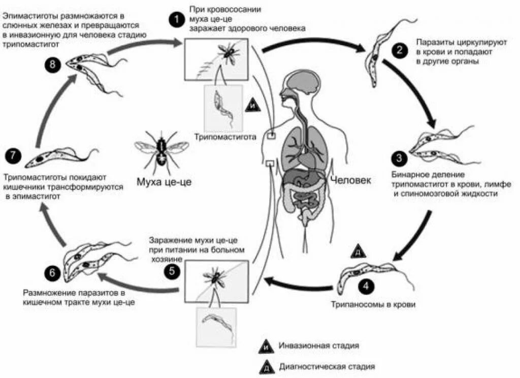 Жизненный цикл возбудителя. Цикл развития трипаносомы схема. Трипаносомоз жизненный цикл. Цикл развития трипаносомы основной хозяин. Американский трипаносомоз жизненный цикл.