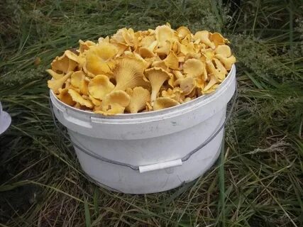 Литр лисичек