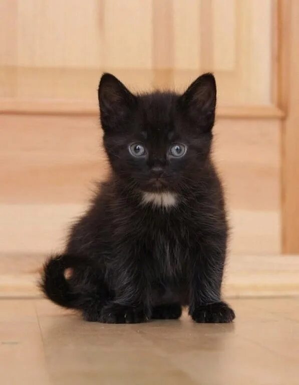 Черный котенок. Черный котенок с белой грудкой. Черный и белый котенок. Белый котенок с черными пятнышками. Какие черные котята есть