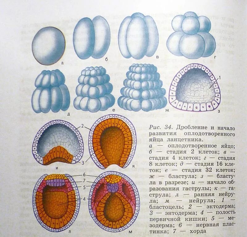 Дробление оплодотворенного яйца ланцетника. Дробление и начало развития оплодотворенного яйца ланцетника. Стадии эмбрионального развития ланцетника. Развитие яйца ланцетника схема.