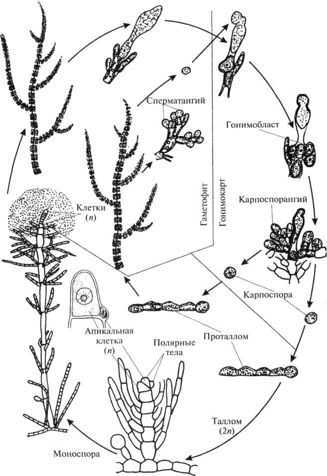 Схема красных и бурых водорослей. Жизненный цикл Батрахоспермум схема. Батрахоспермум водоросль жизненный цикл. Batrachospermum жизненный цикл. Цикл развития красных водорослей схема.
