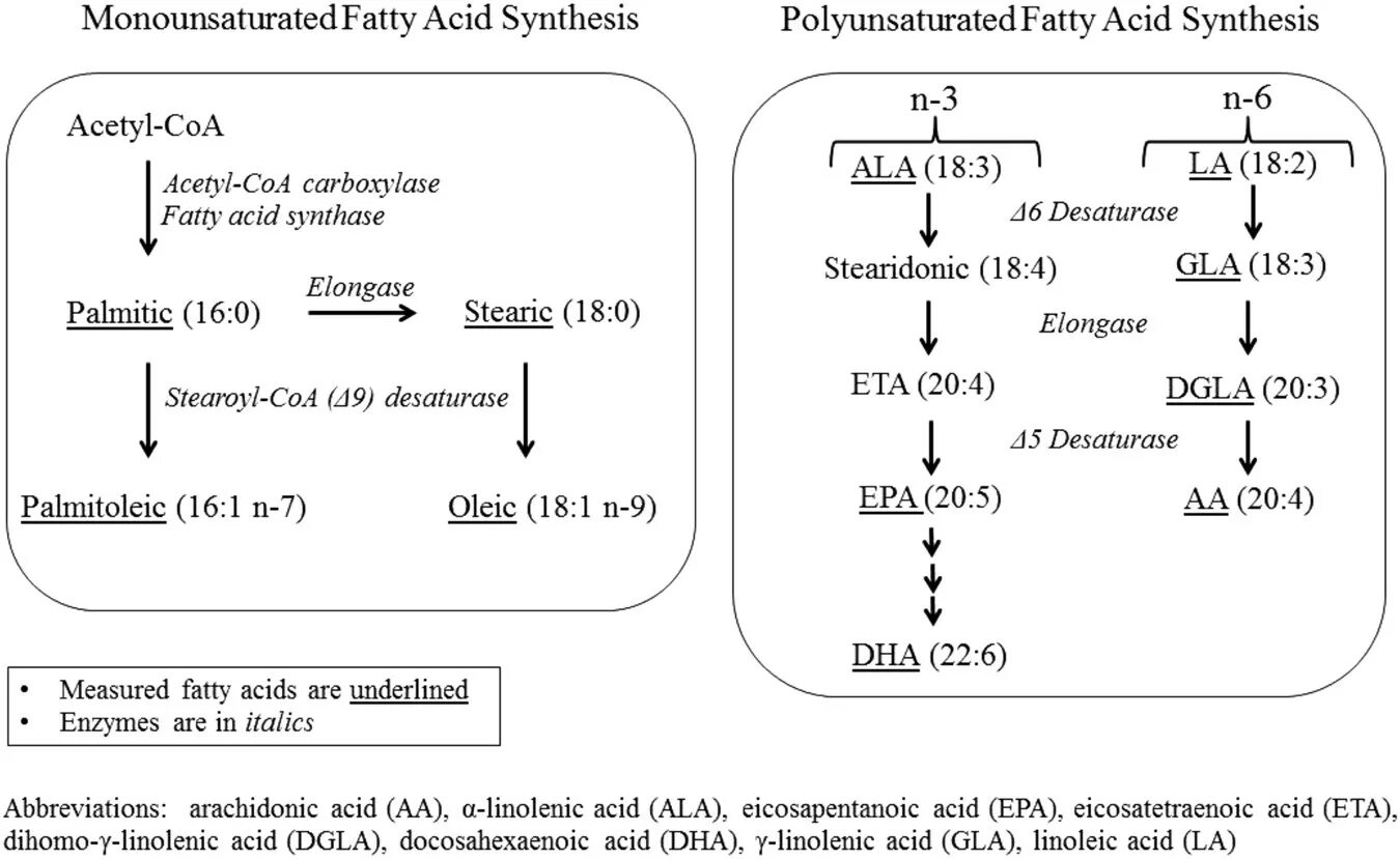 Acids articles. Synthesis of fatty acids. monounsaturated fatty acid. linolenic acid. γ-linoleic acid in products.