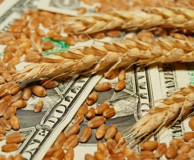 Зерновые культуры. Пшеница зерно. Рынок пшеницы. Пшеница продовольственная.